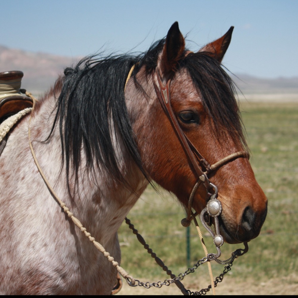 Meet your Posher, Leslie